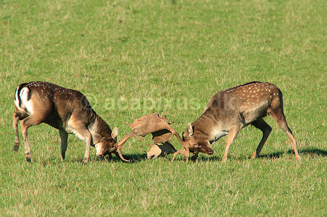 D�dyr. D�hjorte k�mper p� brunstpladsen i Dyrehaven; Dama dama; J�gersborg Dyrehave / Sj�lland; ; ; pattedyr; Hjorte, Cervidae, Parrett�ede hovdyr, Artiodactyla, hjort, d�vildt, gevir, fuldskuffel, dr�vtygger, brunst, fallow deer, d�hjort, dovhjort, Dyrehaven