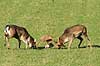 D�dyr. D�hjorte k�mper p� brunstpladsen i Dyrehaven Dama dama J�gersborg Dyrehave / Sj�lland   pattedyr Hjorte, Cervidae, Parrett�ede hovdyr, Artiodactyla, hjort, d�vildt, gevir, fuldskuffel, dr�vtygger, brunst, fallow deer, d�hjort, dovhjort, Dyrehaven