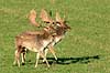 D�dyr. D�hjorte k�mper p� brunstpladsen i Dyrehaven Dama dama J�gersborg Dyrehave / Sj�lland   pattedyr Hjorte, Cervidae, Parrett�ede hovdyr, Artiodactyla, hjort, d�vildt, gevir, fuldskuffel, dr�vtygger, brunst, fallow deer, d�hjort, dovhjort, Dyrehaven