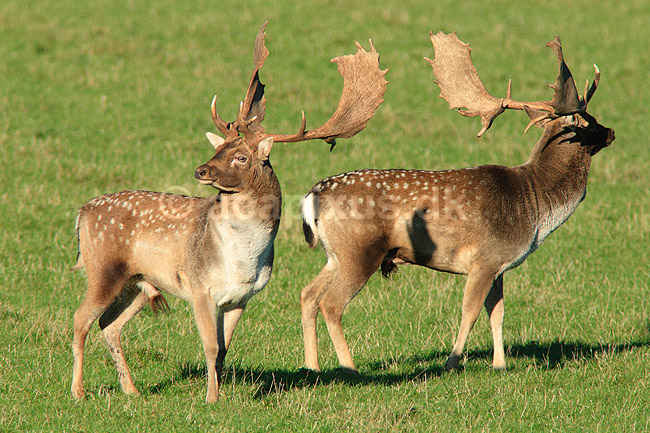 D�dyr. D�hjorte k�mper p� brunstpladsen i Dyrehaven; Dama dama; J�gersborg Dyrehave / Sj�lland; ; ; pattedyr; Hjorte, Cervidae, Parrett�ede hovdyr, Artiodactyla, hjort, d�vildt, gevir, fuldskuffel, dr�vtygger, brunst, fallow deer, d�hjort, dovhjort, Dyrehaven