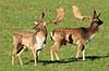 D�dyr. D�hjorte k�mper p� brunstpladsen i Dyrehaven Dama dama J�gersborg Dyrehave / Sj�lland   pattedyr Hjorte, Cervidae, Parrett�ede hovdyr, Artiodactyla, hjort, d�vildt, gevir, fuldskuffel, dr�vtygger, brunst, fallow deer, d�hjort, dovhjort, Dyrehaven