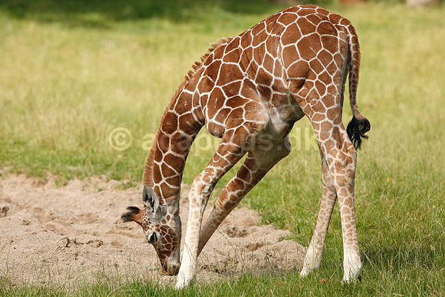 Netgiraf. Giraf f�l snuser til sand; Giraffa camelopardalis reticulata; ZOO; ; ; pattedyr; Giraffer, Giraffidae, Parrett�ede hovdyr, Artiodactyla