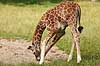 Netgiraf. Giraf f�l snuser til sand Giraffa camelopardalis reticulata ZOO   pattedyr Giraffer, Giraffidae, Parrett�ede hovdyr, Artiodactyla