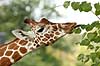 Netgiraf. Giraf str�kker sin lange tunge for at spise blade Giraffa camelopardalis reticulata ZOO   pattedyr Giraffer, Giraffidae, Parrett�ede hovdyr, Artiodactyla