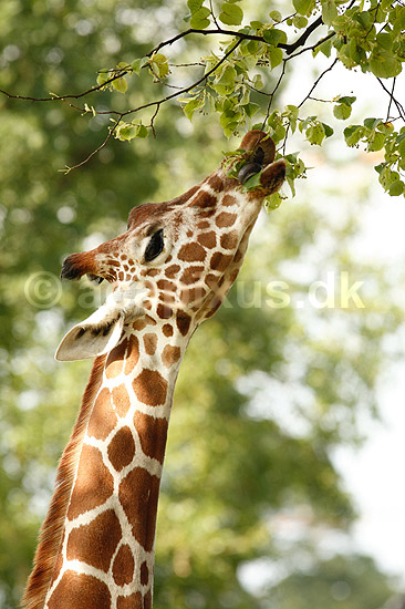 Netgiraf. Giraf str�kker sin lange tunge for at spise blade; Giraffa camelopardalis reticulata; ZOO; ; ; pattedyr; Giraffer, Giraffidae, Parrett�ede hovdyr, Artiodactyla