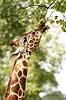 Netgiraf. Giraf str�kker sin lange tunge for at spise blade Giraffa camelopardalis reticulata ZOO   pattedyr Giraffer, Giraffidae, Parrett�ede hovdyr, Artiodactyla