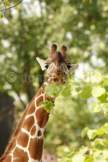 Netgiraf. Giraf str�kker spise blade; Giraffa camelopardalis reticulata; ZOO; ; ; pattedyr; Giraffer, Giraffidae, Parrett�ede hovdyr, Artiodactyla