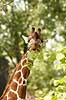 Netgiraf. Giraf str�kker spise blade Giraffa camelopardalis reticulata ZOO   pattedyr Giraffer, Giraffidae, Parrett�ede hovdyr, Artiodactyla
