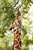 Netgiraf. Giraf str�kker sin lange tunge for at n� de h�jeste blade Giraffa camelopardalis reticulata ZOO   pattedyr Giraffer, Giraffidae, Parrett�ede hovdyr, Artiodactyla