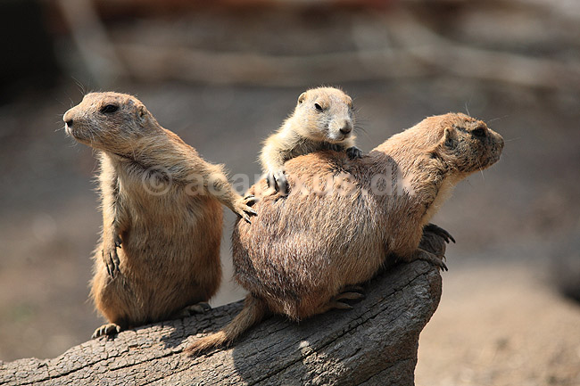 Pr�riehund. Sorthalet pr�riehund; Cynomys ludovicianus; ZOO; ; ; pattedyr; Pr�riehunde, Egern, Sciuridae, Gnavere, Rodentia