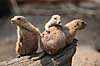Pr�riehund. Sorthalet pr�riehund Cynomys ludovicianus ZOO   pattedyr Pr�riehunde, Egern, Sciuridae, Gnavere, Rodentia