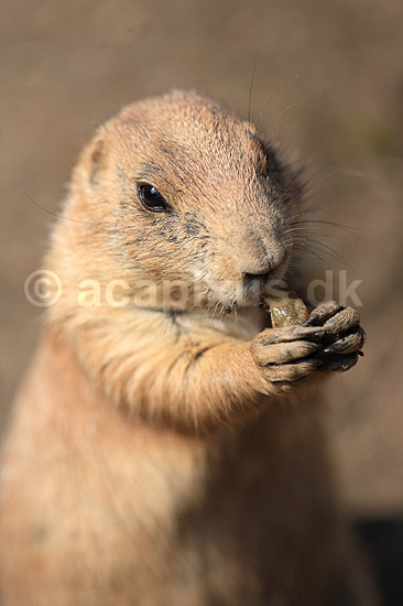 Pr�riehund. Sorthalet pr�riehund; Cynomys ludovicianus; ZOO; ; ; pattedyr; Pr�riehunde, Egern, Sciuridae, Gnavere, Rodentia