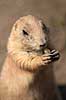 Pr�riehund. Sorthalet pr�riehund Cynomys ludovicianus ZOO   pattedyr Pr�riehunde, Egern, Sciuridae, Gnavere, Rodentia