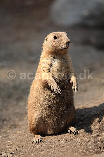 Pr�riehund. Sorthalet pr�riehund; Cynomys ludovicianus; ZOO; ; ; pattedyr; Pr�riehunde, Egern, Sciuridae, Gnavere, Rodentia