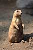 Pr�riehund. Sorthalet pr�riehund Cynomys ludovicianus ZOO   pattedyr Pr�riehunde, Egern, Sciuridae, Gnavere, Rodentia