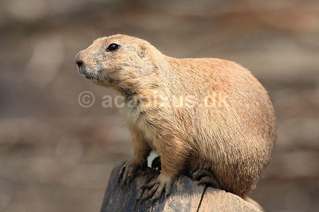 Pr�riehund. Sorthalet pr�riehund; Cynomys ludovicianus; ZOO; ; ; pattedyr; Pr�riehunde, Egern, Sciuridae, Gnavere, Rodentia
