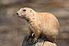 Pr�riehund. Sorthalet pr�riehund Cynomys ludovicianus ZOO   pattedyr Pr�riehunde, Egern, Sciuridae, Gnavere, Rodentia