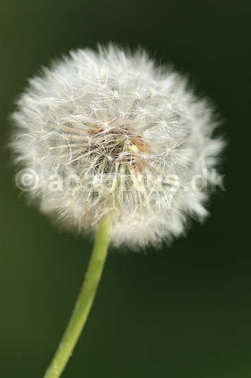 M�lkeb�tte. Fandens m�lkeb�tte, fr�stande i modlys; Taraxacum spec.; ; ; ; planter; Korsblomstfamilien, Crusiferae, Brassicaceae, m�lkeb�tter, fr�stand, fr�