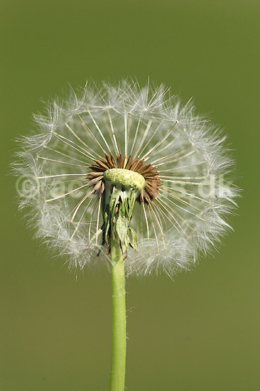 M�lkeb�tte. Fandens m�lkeb�tte, fr�stande i modlys; Taraxacum spec.; ; ; ; planter; Korsblomstfamilien, Crusiferae, Brassicaceae, m�lkeb�tter, fr�stand, fr�