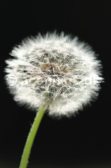 M�lkeb�tte. Fandens m�lkeb�tte, fr�stande i modlys; Taraxacum spec.; ; ; ; planter; Korsblomstfamilien, Crusiferae, Brassicaceae, m�lkeb�tter, fr�stand, fr�