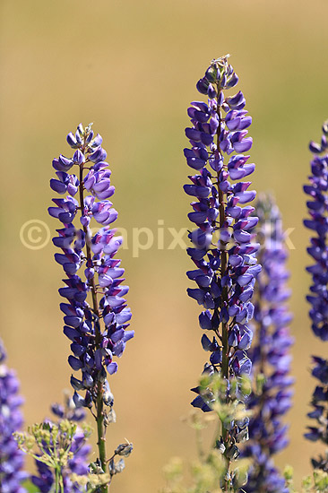 Lupin. Lupinblomster, lupiner; Lupinus spec.; ; ; ; planter; �rteblomster, Leguminosae, Fabaceae, Papillionaceae