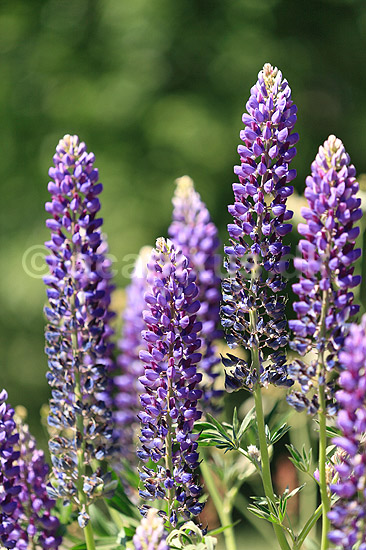 Lupin. Lupinblomster, lupiner; Lupinus spec.; ; ; ; planter; �rteblomster, Leguminosae, Fabaceae, Papillionaceae
