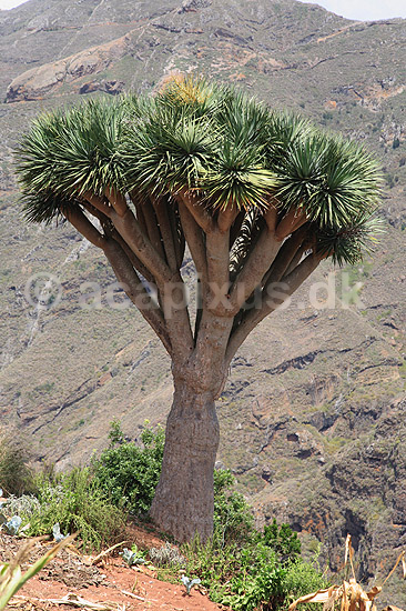 Drageblodstr�. Drageblodstr� p� Tenerife; Dracaena draco; Tenerife; Spanien; ; planter; Konval-familien, Convallariaceae, drageblodstr�er