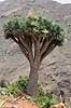 Drageblodstr�. Drageblodstr� p� Tenerife Dracaena draco Tenerife Spanien  planter Konval-familien, Convallariaceae, drageblodstr�er
