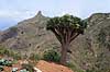 Drageblodstr�. Drageblodstr� p� Tenerife Dracaena draco Tenerife Spanien  planter Konval-familien, Convallariaceae, drageblodstr�er
