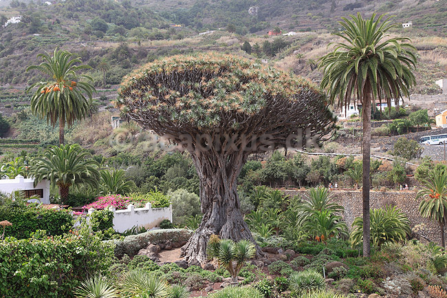 Drageblodstr�. Drageblodstr� i byen Icod de los Vinos p� Tenerife; Dracaena draco; Icod / Tenerife; Spanien; ; planter; Konval-familien, Convallariaceae, drageblodstr�er
