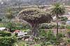 Drageblodstr�. Drageblodstr� i byen Icod de los Vinos p� Tenerife Dracaena draco Icod / Tenerife Spanien  planter Konval-familien, Convallariaceae, drageblodstr�er