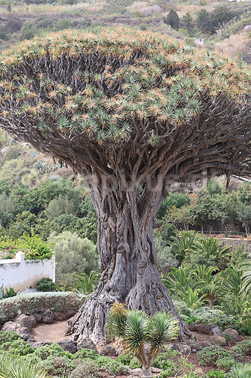 Drageblodstr�. Drageblodstr� i byen Icod de los Vinos p� Tenerife; Dracaena draco; Icod / Tenerife; Spanien; ; planter; Konval-familien, Convallariaceae, drageblodstr�er