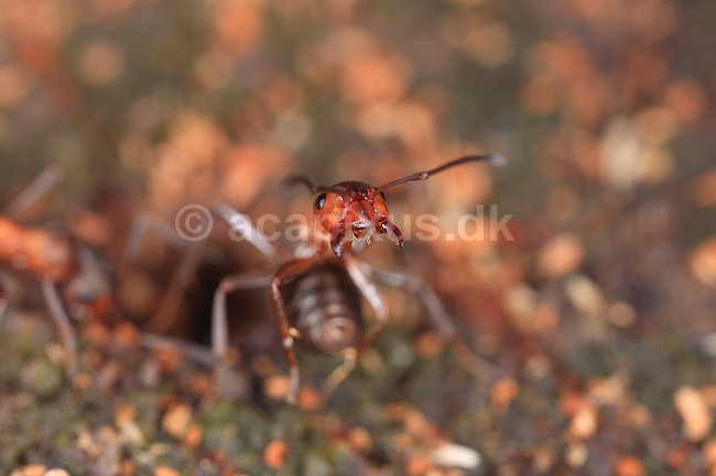 R�d Skovmyrer. R�d skovmyre i truepositue klar til at spr�jte myresyre og med kindbakker klar til at bide; Formica rufa; Klint; ; ; insekter; Homoptera, Formicidae, myre, myrer, �revingede, Hymenoptera