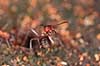 R�d Skovmyrer. R�d skovmyre i truepositue klar til at spr�jte myresyre og med kindbakker klar til at bide Formica rufa Klint   insekter Homoptera, Formicidae, myre, myrer, �revingede, Hymenoptera