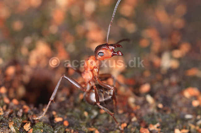 R�d Skovmyrer. R�d skovmyre i truepositue klar til at spr�jte myresyre og med kindbakker klar til at bide; Formica rufa; Klint; ; ; insekter; Homoptera, Formicidae, myre, myrer, �revingede, Hymenoptera