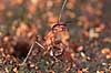 R�d Skovmyrer. R�d skovmyre i truepositue klar til at spr�jte myresyre og med kindbakker klar til at bide Formica rufa Klint   insekter Homoptera, Formicidae, myre, myrer, �revingede, Hymenoptera