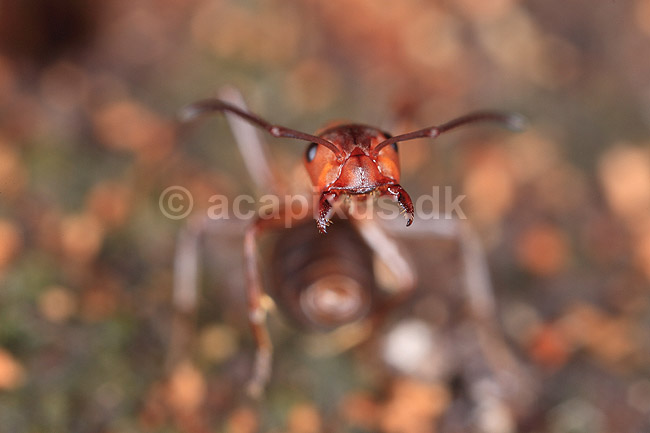 R�d Skovmyrer. R�d skovmyre i truepositue klar til at spr�jte myresyre og med kindbakker klar til at bide; Formica rufa; Klint; ; ; insekter; Homoptera, Formicidae, myre, myrer, �revingede, Hymenoptera, kanibal, kanibalisme