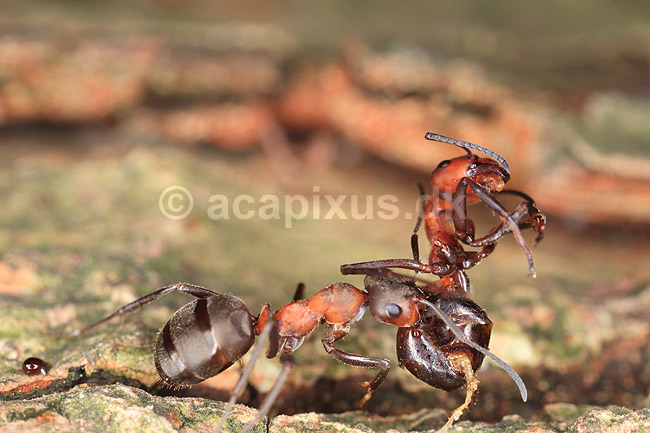 R�d Skovmyrer. R�d skovmyre sl�ber d�d artsf�lle til boet som f�de; Formica rufa; Klint; ; ; insekter; Homoptera, Formicidae, myre, myrer, �revingede, Hymenoptera