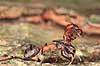 R�d Skovmyrer. R�d skovmyre sl�ber d�d artsf�lle til boet som f�de Formica rufa Klint   insekter Homoptera, Formicidae, myre, myrer, �revingede, Hymenoptera