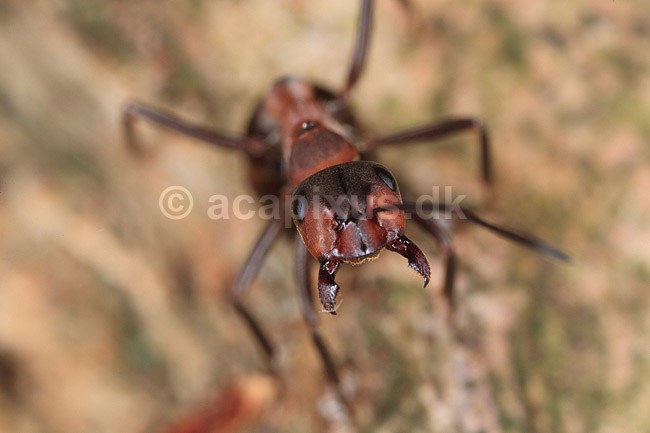 R�d Skovmyrer. R�d skovmyre i truepositue klar til at spr�jte myresyre og med kindbakker klar til at bide; Formica rufa; Klint; ; ; insekter; Homoptera, Formicidae, myre, myrer, �revingede, Hymenoptera, kanibal, kanibalisme