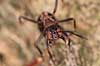 R�d Skovmyrer. R�d skovmyre i truepositue klar til at spr�jte myresyre og med kindbakker klar til at bide Formica rufa Klint   insekter Homoptera, Formicidae, myre, myrer, �revingede, Hymenoptera, kanibal, kanibalisme