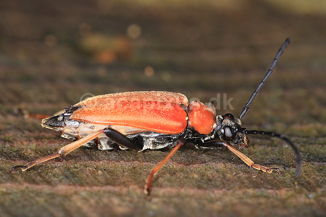 Blomsterbuk. R�d blomsterbuk (hun) p� tr�stup; Leptura rubra; Klint; ; ; insekter; Tr�bukke, Cerambycidae, Biller, Coleoptera, bille, tr�buk