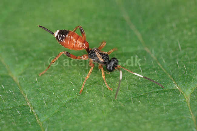 Snyltehveps. Vingel�s snyltehveps p� jagt efter bytte; ; ; ; ; insekter; Snyltehvepse, Ichneomonidae, �revingede, Hymenoptera