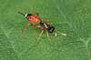 Snyltehveps. Vingel�s snyltehveps p� jagt efter bytte     insekter Snyltehvepse, Ichneomonidae, �revingede, Hymenoptera