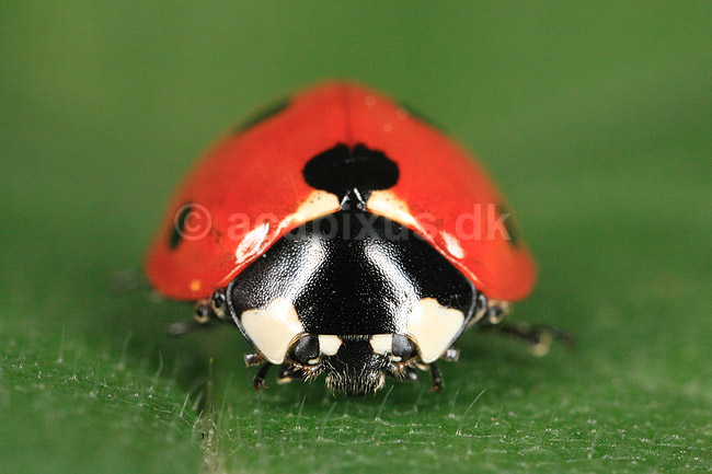 7-prikket marieh�ne. Syvprikket marieh�ne; Coccinella 7-punctata, Coccinella septempunctata; ; ; ; insekter; Marieh�ns, Cocconilidae, biller, Coleoptera