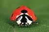 7-prikket marieh�ne. Syvprikket marieh�ne Coccinella 7-punctata, Coccinella septempunctata    insekter Marieh�ns, Cocconilidae, biller, Coleoptera