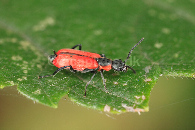 Bille. R�d bille; ; ; ; ; insekter; Biller, Coleoptera