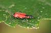 Bille. R�d bille     insekter Biller, Coleoptera