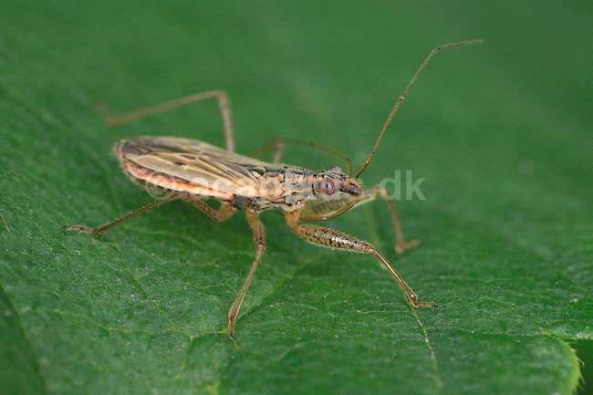 T�ge. Rovt�ge; Nabis spec; ; ; ; insekter; T�ger, Heteroptera