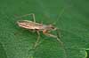 T�ge. Rovt�ge Nabis spec    insekter T�ger, Heteroptera